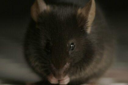 Estudo Revela que Efeitos do Estresse Mudam com Idade e Sexo em Camundongos