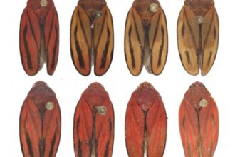 Nova Espécie de Praga da Cana-de-Açúcar: Descoberta Promete Reduzir Prejuízos