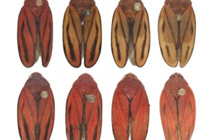 Nova Espécie de Praga da Cana-de-Açúcar: Descoberta Promete Reduzir Prejuízos