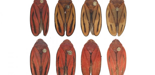 Nova Espécie de Praga da Cana-de-Açúcar: Descoberta Promete Reduzir Prejuízos