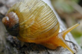 Estudos de Moluscos no Sul Global: A Persistência da 'Ciência de Paraquedas'