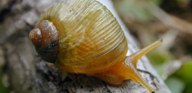 Estudos de Moluscos no Sul Global: A Persistência da 'Ciência de Paraquedas'