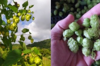 Como a Tecnologia Está Acelerando a Produção de Lúpulo no Brasil