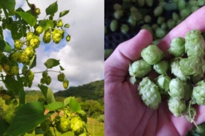 Como a Tecnologia Está Acelerando a Produção de Lúpulo no Brasil