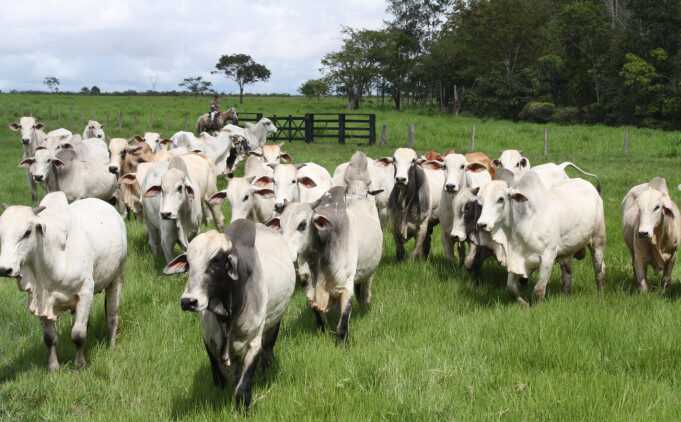 Polícia prende homem por desvio de 700 bois na Bahia, R$ 2 mi em prejuízo