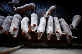 Exportação de carne suína do Brasil atinge recorde histórico em volume