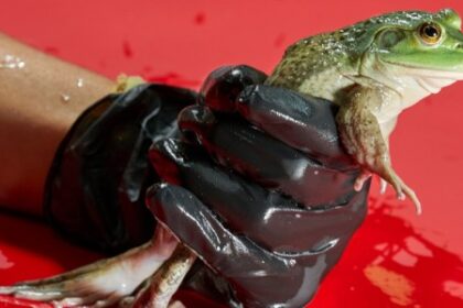 Fungo Mortal para Anfíbios: Emergência no Brasil e Disseminação Global