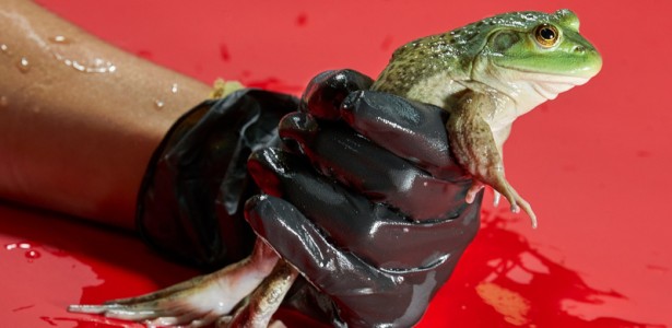 Fungo Mortal para Anfíbios: Emergência no Brasil e Disseminação Global