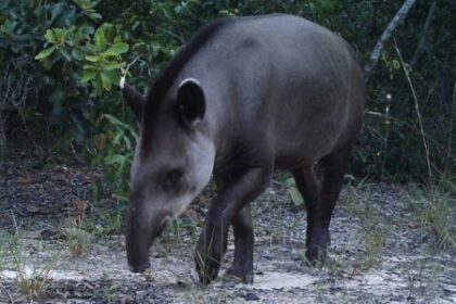 Perda de Habitat Coloca em Risco a Anta-Brasileira na Mata Atlântica
