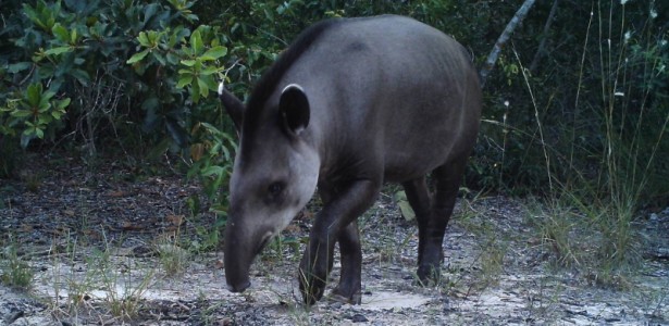 Perda de Habitat Coloca em Risco a Anta-Brasileira na Mata Atlântica