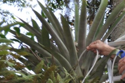 Impacto da Chuva e Temperatura na Fauna de Mosquitos em Bromélias da Mata Atlântica: Vetores da Malária