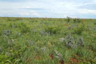 Como Temperaturas Elevadas e Queimadas Frequentes Influenciam a Diversidade da Flora no Cerrado