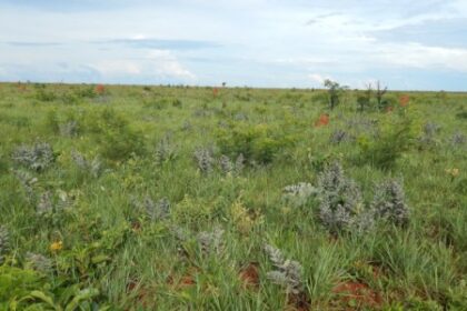 Como Temperaturas Elevadas e Queimadas Frequentes Influenciam a Diversidade da Flora no Cerrado