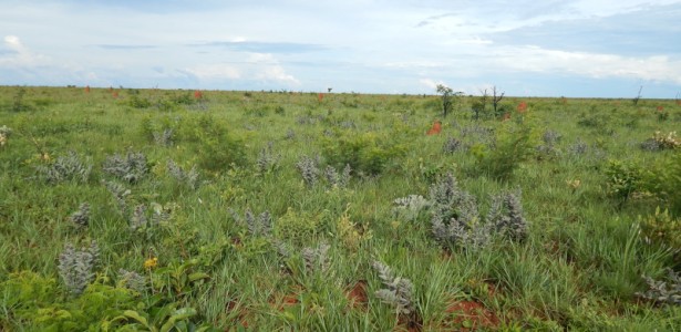 Como Temperaturas Elevadas e Queimadas Frequentes Influenciam a Diversidade da Flora no Cerrado