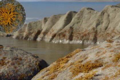 Descoberta do Primeiro Líquen no Registro Fóssil Revela Seu Papel na Estruturação de Ecossistemas Terrestres