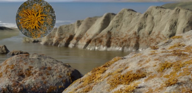 Descoberta do Primeiro Líquen no Registro Fóssil Revela Seu Papel na Estruturação de Ecossistemas Terrestres