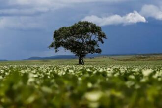 Como Expandir o Cultivo de Cana, Milho e Soja em Terras Degradadas Pode Triplicar a Produção de Bioenergia no Brasil