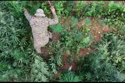 Polícia erradica 200 mil pés de maconha na Bahia nesta semana