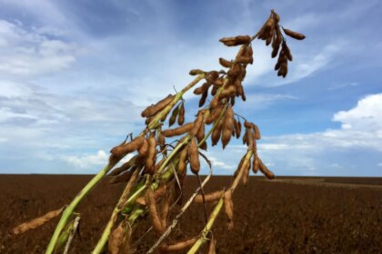 Abiove reduz projeção de soja em 2026, mas receitas aumentam