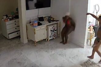 Jojo Todynho Surta com Barata no Quarto: Reação Inusitada Viraliza!