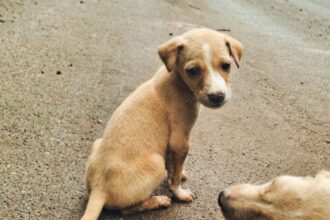 Raiva em Animais: 93 Casos na Bahia até Novembro Surpreendem!