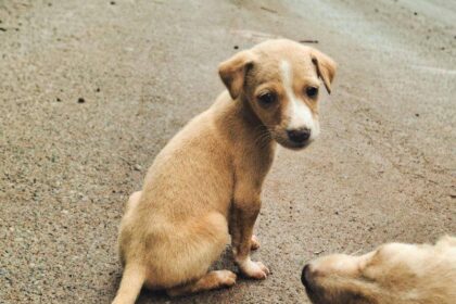 Raiva em Animais: 93 Casos na Bahia até Novembro Surpreendem!