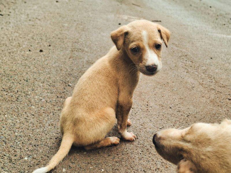 Raiva em Animais: 93 Casos na Bahia até Novembro Surpreendem!