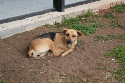 Raiva em Filhote: Salvador emite alerta após 20 anos!