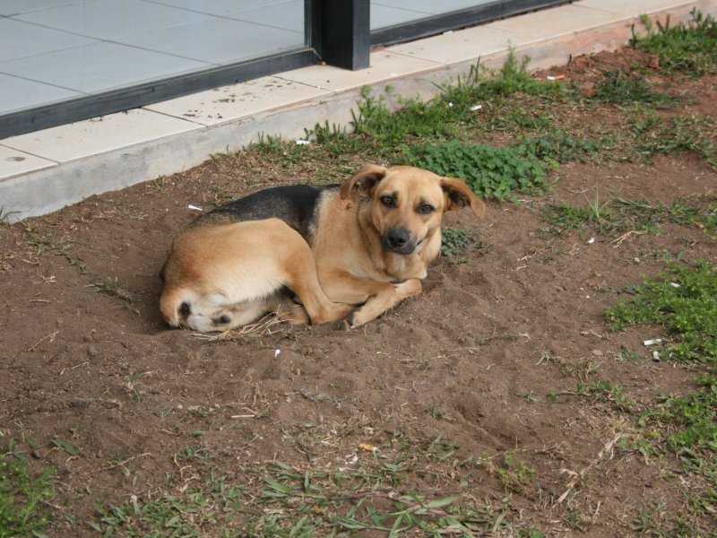 Raiva em Filhote: Salvador emite alerta após 20 anos!