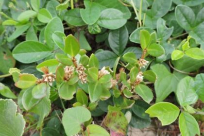 Estudo Revela Propriedades Anti-inflamatória, Analgésica e Antiartrítica de Planta Tradicional em Modelos Experimentais