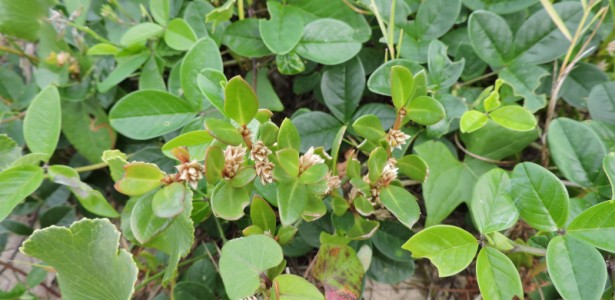 Estudo Revela Propriedades Anti-inflamatória, Analgésica e Antiartrítica de Planta Tradicional em Modelos Experimentais