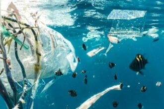 Metade dos Ambientes Aquáticos do Mundo Está Severamente Contaminada por Lixo