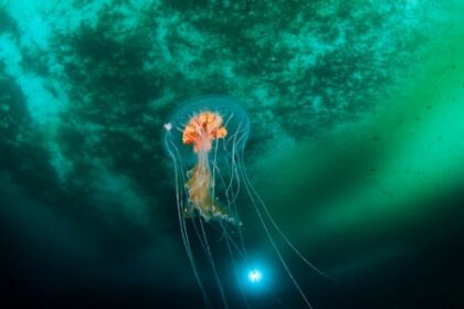 FAPESP e Agência Uruguaia Anunciam Chamadas para Pesquisas em Ciência Oceânica