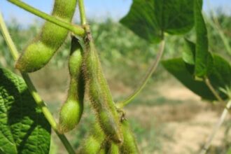 Como a Tecnologia Sustentável Extrai Isoflavonas do Farelo de Soja