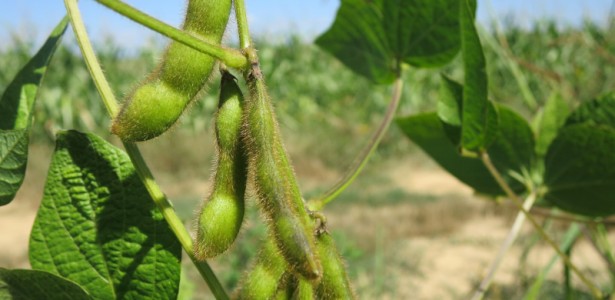 Como a Tecnologia Sustentável Extrai Isoflavonas do Farelo de Soja