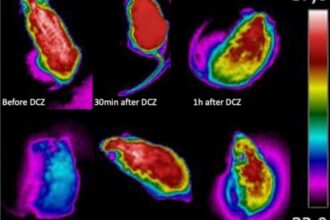 Descoberta: Conjunto de Neurônios Ligado à Febre e Torpor