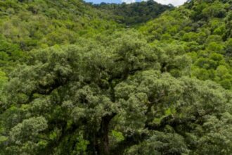 RCGI Lança Plataforma de Registro de Créditos de Carbono com Base Científica Rigorosa