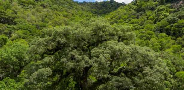 RCGI Lança Plataforma de Registro de Créditos de Carbono com Base Científica Rigorosa