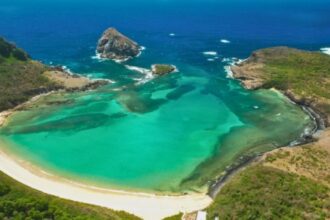 Tubarão-limão Capturado Predando Peixe Invasor de Água Doce em Fernando de Noronha