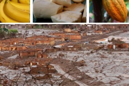 Bananas da Região do Desastre de Mariana Apresentam Elementos Tóxicos Acima dos Limites da FAO