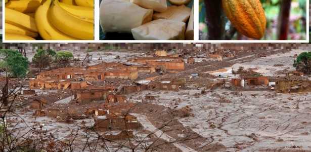 Bananas da Região do Desastre de Mariana Apresentam Elementos Tóxicos Acima dos Limites da FAO