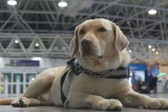 Companhia aérea condenada a pagar R$60 mil por impedir menina autista de embarcar com cão de serviço