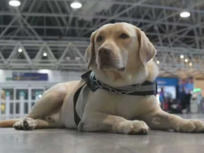 Companhia aérea condenada a pagar R$60 mil por impedir menina autista de embarcar com cão de serviço