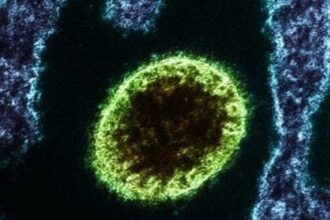 Índia confirma: 100 em quarentena por vírus Nipah — o que está por trás?