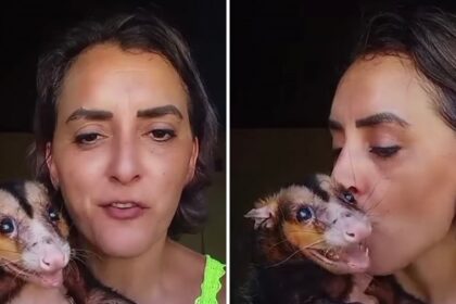 Gambá como Pet: A Surpreendente Aventura de uma Mulher