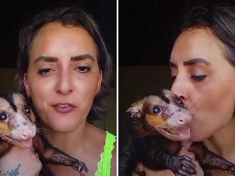 Gambá como Pet: A Surpreendente Aventura de uma Mulher