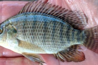 Núcleo Pescado para Saúde Cria Banco de Germoplasma de Tilápia para Sustentabilidade