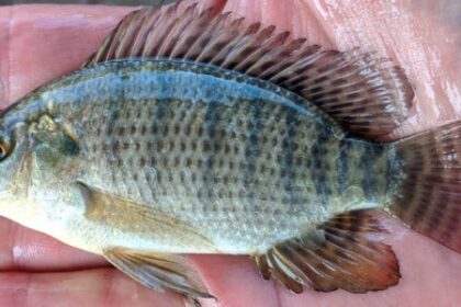 Núcleo Pescado para Saúde Cria Banco de Germoplasma de Tilápia para Sustentabilidade