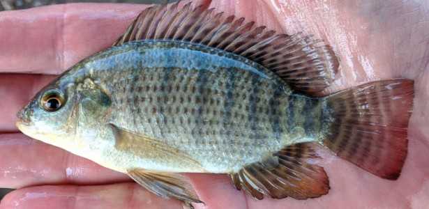 Núcleo Pescado para Saúde Cria Banco de Germoplasma de Tilápia para Sustentabilidade