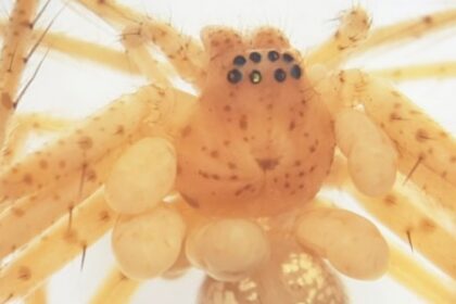 Acari Parasitas de Aranhas no Brasil: Descrição e Características